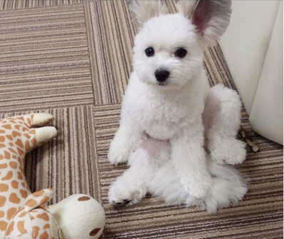 Maltese papillon puppies 2025